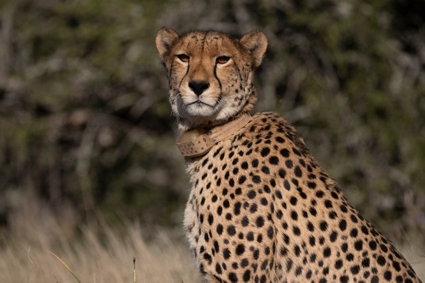 A cheetah in the grass with its head turned toward the camera