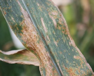 close up photo of a diseased corn leaf