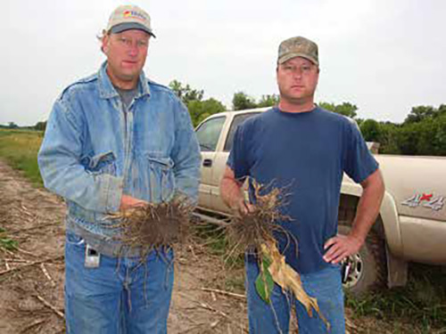 Cast brothers showing root digs from on-farm research plots.