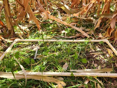 cover crops interseeded