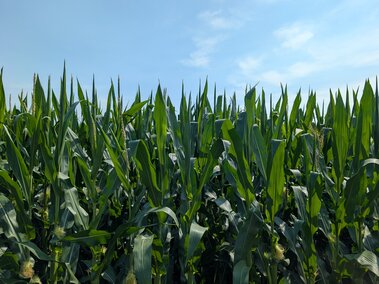 corn